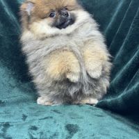 Bambou, mâle spitz nain poméranien lof #5