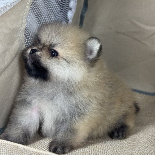 Bloom, mâle spitz nain poméranien,lof #2
