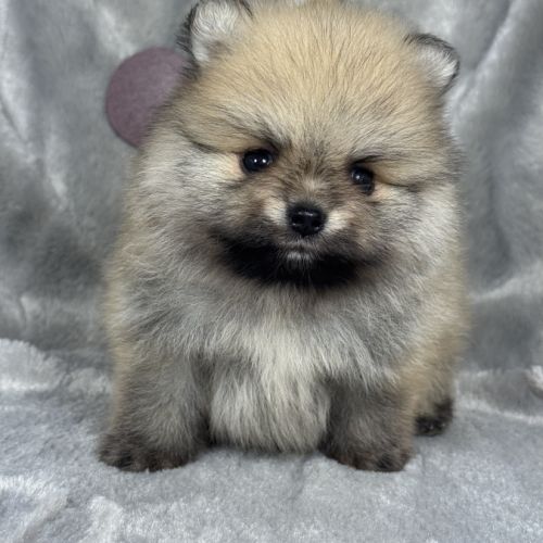Bloom, mâle spitz nain poméranien,lof #0