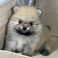 Bloom, mâle spitz nain poméranien,lof #1