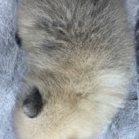 Bloom, mâle spitz nain poméranien,lof #5