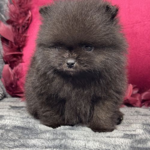 Black, mâle spitz nain poméranien, lof #0
