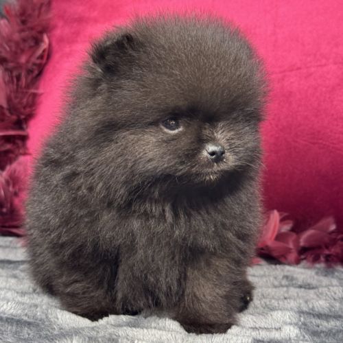 Black, mâle spitz nain poméranien, lof #3