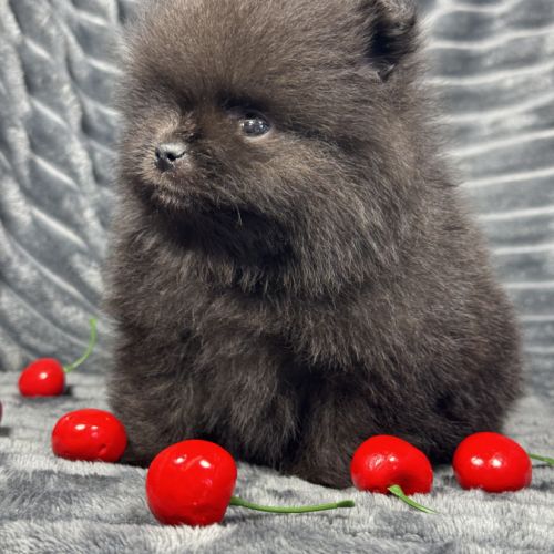 Black, mâle spitz nain poméranien, lof #4