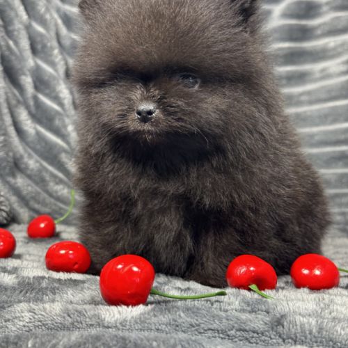 Black, mâle spitz nain poméranien, lof #5