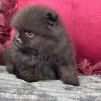 Black, mâle spitz nain poméranien, lof #1