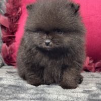 Black, mâle spitz nain poméranien, lof