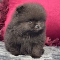 Black, mâle spitz nain poméranien, lof #3