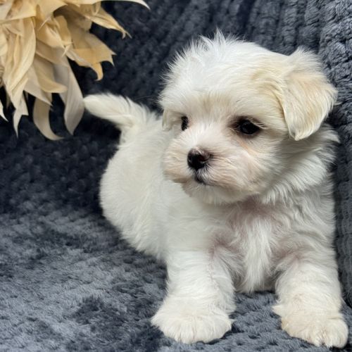 Bobby, mâle bichon maltais nain lof #1