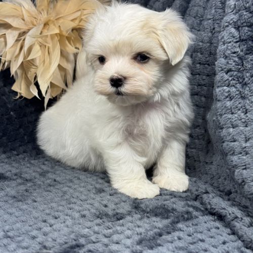Bobby, mâle bichon maltais nain lof #2