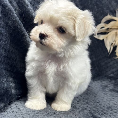 Bobby, mâle bichon maltais nain lof