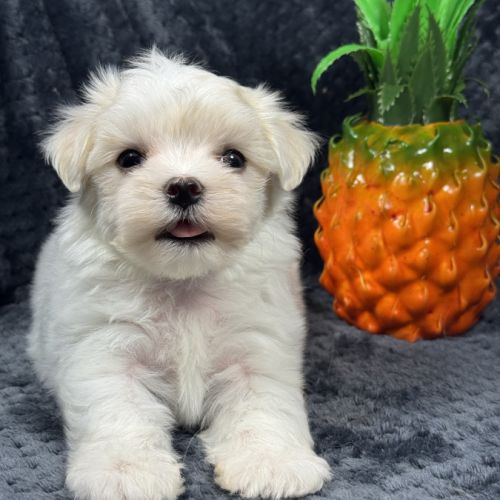Bobby, mâle bichon maltais nain lof #5