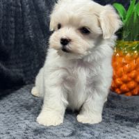 Bobby, mâle bichon maltais nain lof #4