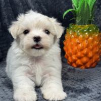 Bobby, mâle bichon maltais nain lof #5