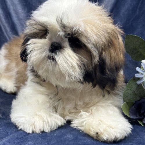 Bonny, femelle shih tzu fauve et blanc lof #0