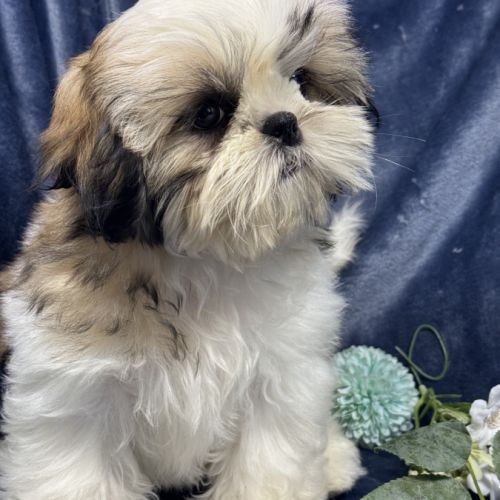 Bonny, femelle shih tzu fauve et blanc lof #2