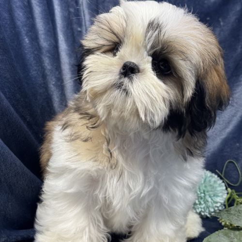 Bonny, femelle shih tzu fauve et blanc lof #3