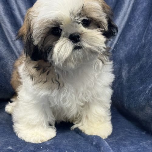 Bonny, femelle shih tzu fauve et blanc lof #4