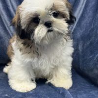 Bonny, femelle shih tzu fauve et blanc lof #4