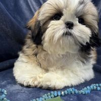 Bonny, femelle shih tzu fauve et blanc lof #5