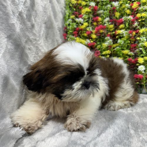 Boris, mâle type shih tzu fauve et blanc #1