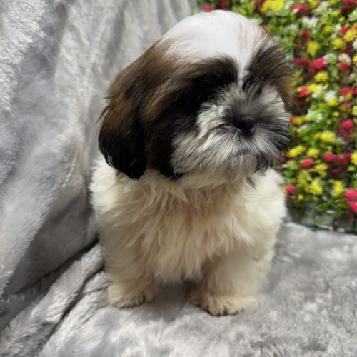 Boris, mâle type shih tzu fauve et blanc #0