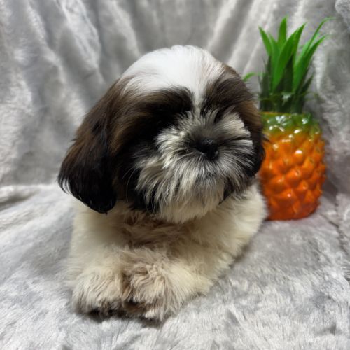 Boris, mâle type shih tzu fauve et blanc #4
