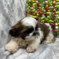 Boris, mâle type shih tzu fauve et blanc #1