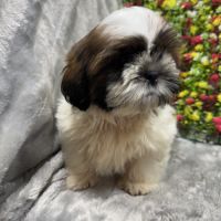 Boris, mâle type shih tzu fauve et blanc