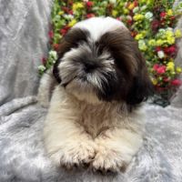 Boris, mâle type shih tzu fauve et blanc #3