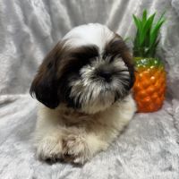 Boris, mâle type shih tzu fauve et blanc #4