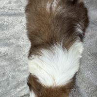Boris, mâle type shih tzu fauve et blanc #5
