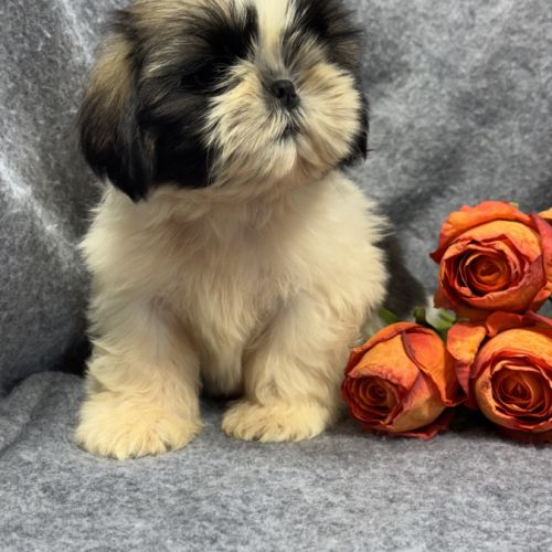 Bogart, mâle type shih tzu fauve et blanc #1