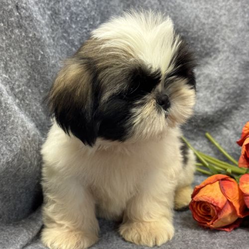 Bogart, mâle type shih tzu fauve et blanc #2