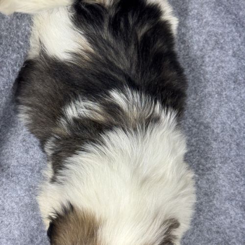 Bogart, mâle type shih tzu fauve et blanc #5