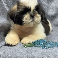 Bogart, mâle type shih tzu fauve et blanc #3