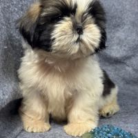 Bogart, mâle type shih tzu fauve et blanc