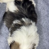 Bogart, mâle type shih tzu fauve et blanc #5