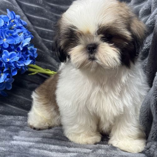 Teddy, mâle type shih tzu fauve et blanc
