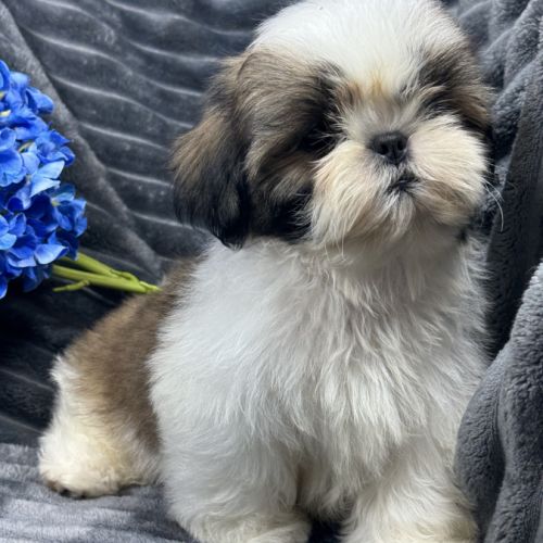 Teddy, mâle type shih tzu fauve et blanc #2