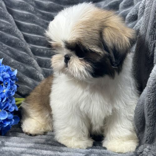 Teddy, mâle type shih tzu fauve et blanc #3
