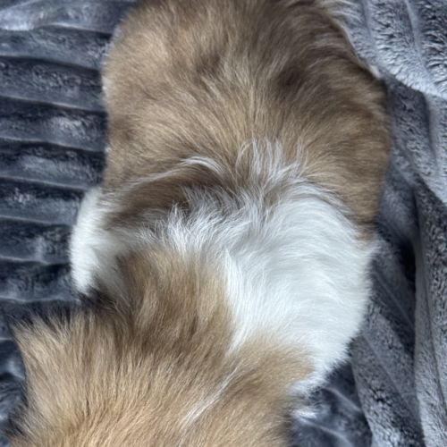 Teddy, mâle type shih tzu fauve et blanc #5