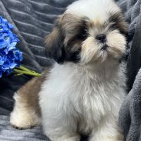 Teddy, mâle type shih tzu fauve et blanc #2