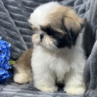 Teddy, mâle type shih tzu fauve et blanc #3