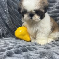 Teddy, mâle type shih tzu fauve et blanc #4