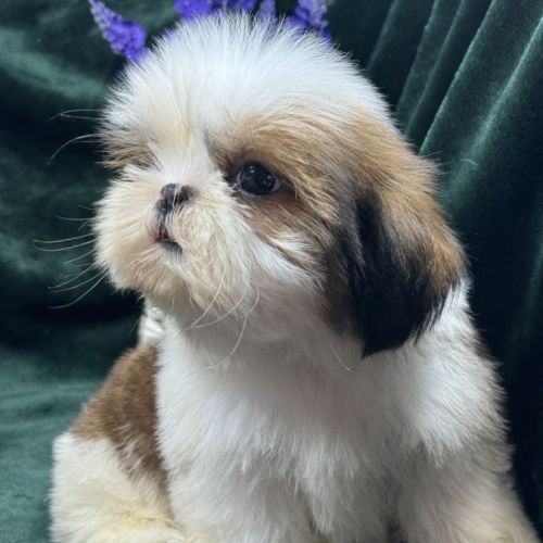Bosco, mâle type shih tzu fauve et blanc #1