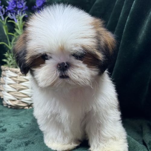 Bosco, mâle type shih tzu fauve et blanc