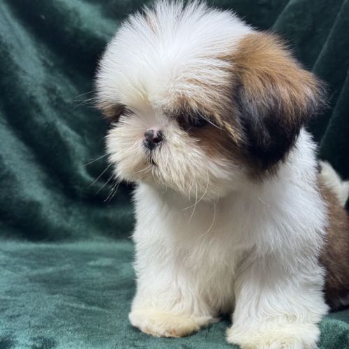 Bosco, mâle type shih tzu fauve et blanc #4