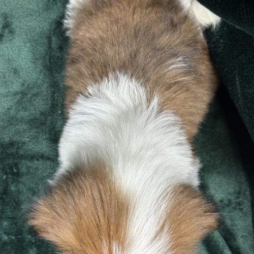 Bosco, mâle type shih tzu fauve et blanc #5