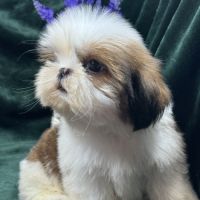 Bosco, mâle type shih tzu fauve et blanc #1